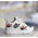 Pantofi Sport Ferez Albi
